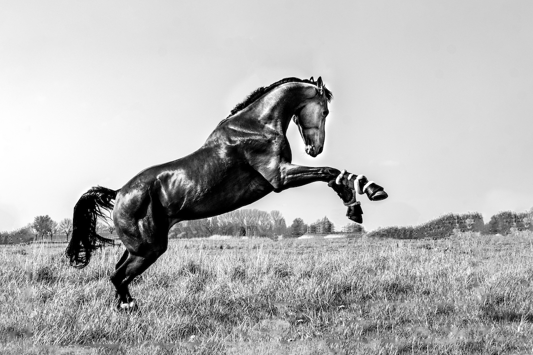 Horse photography 